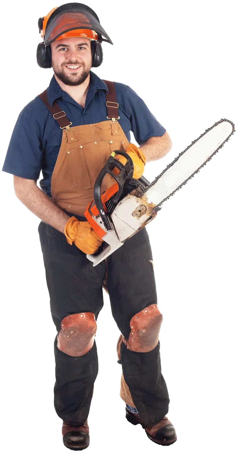 Tree Contractor Tree Contractor