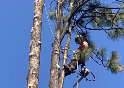 Affordable Tree Service