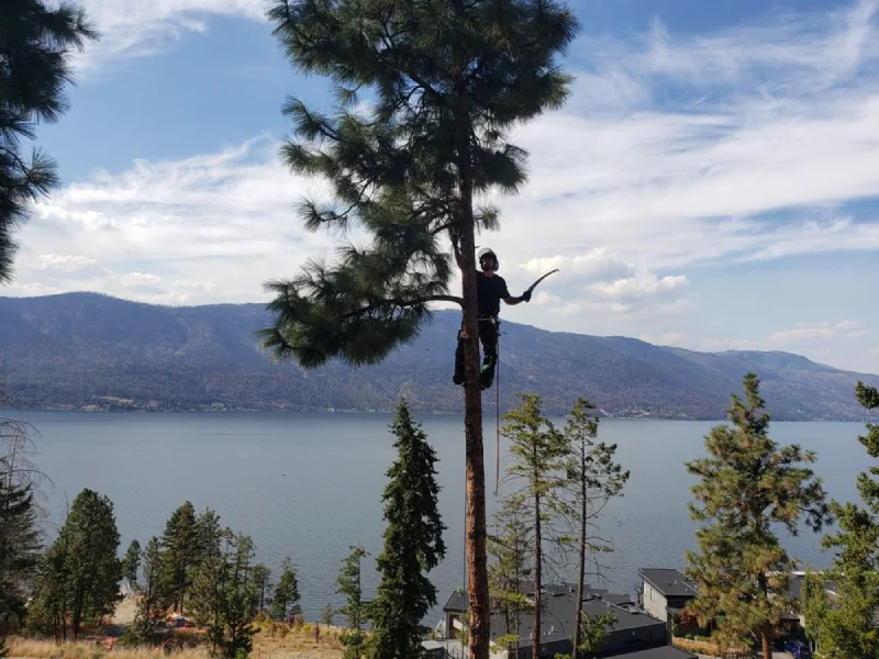Emergency Tree Removal