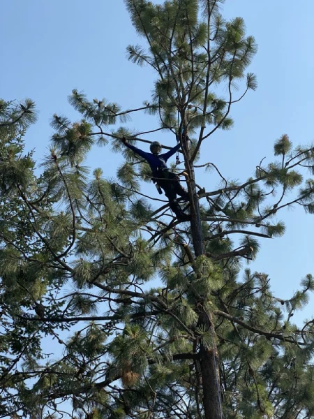 Reliable Tree Company