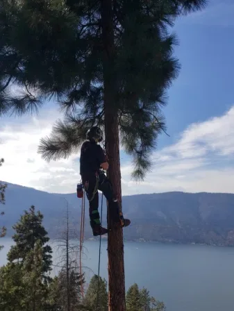 Reliable Tree Expert