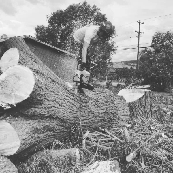 Reliable Tree Specialist Reliable Tree Specialist