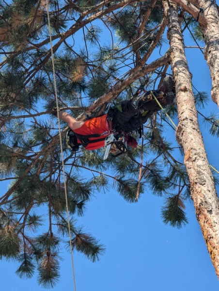 Tree Climbing Tactics's other services