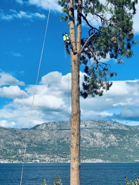 Tree Expert in Kelowna, BC Tree Expert in Kelowna, BC