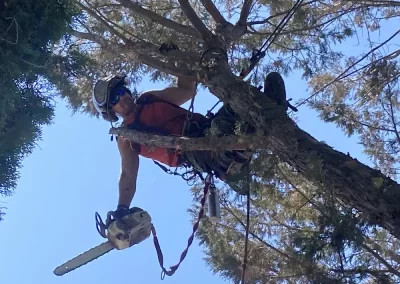 Tree Maintenance