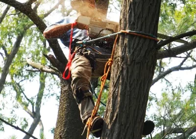 Tree Maintenance
