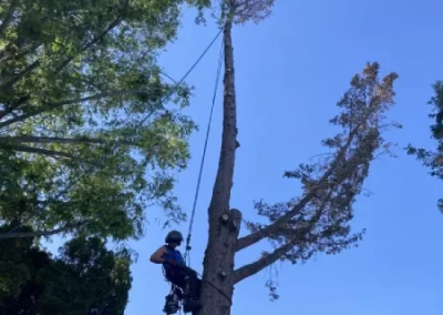 Tree Maintenance