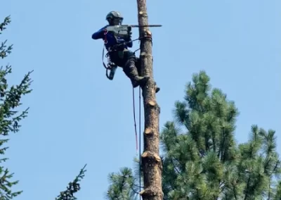 Tree Maintenance