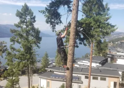 Tree Maintenance