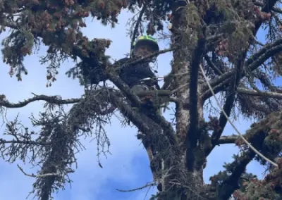 Tree Maintenance