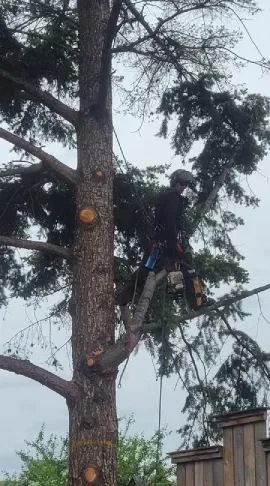 Tree Pruning Services