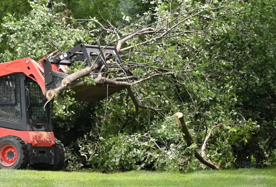 Emergency Tree Removal After Lightning Or Wind Damage in Kelowna, BC