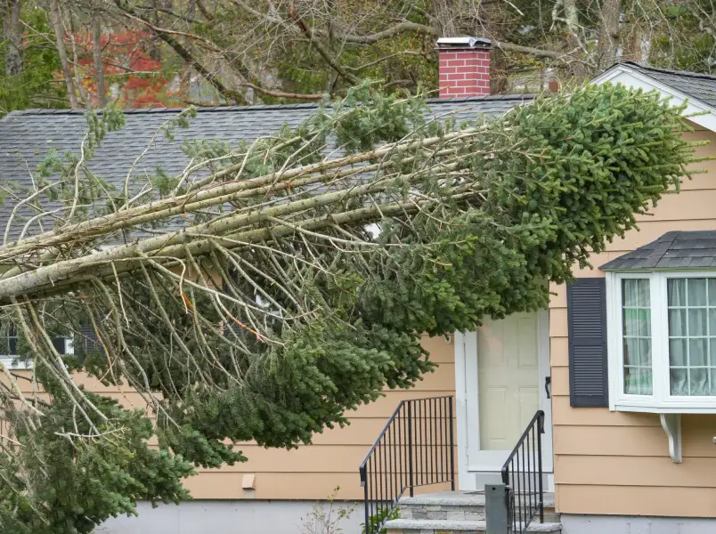 Safety Risks Of Delaying Emergency Tree Removal Services Kelowna, BC