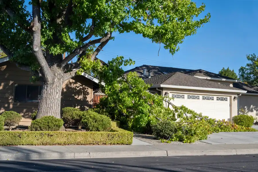 Affordable Emergency Tree Removal Kelowna, BC