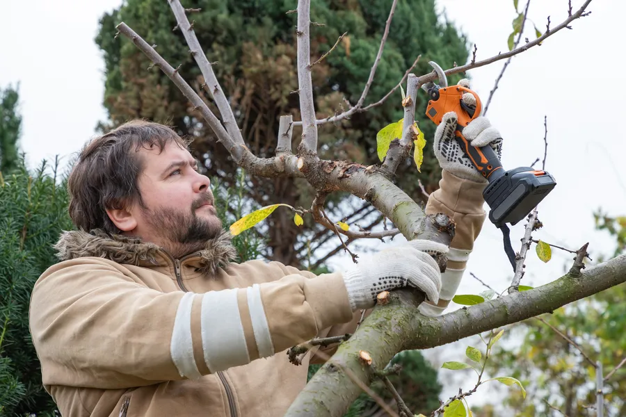 Excellent Tree Pruning Services Kelowna, BC Excellent Tree Pruning Services Kelowna, BC