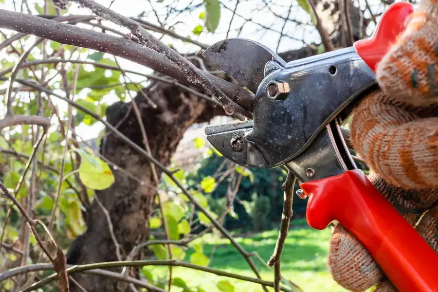 Expert Tree Pruning Services Kelowna, BC Expert Tree Pruning Services Kelowna, BC
