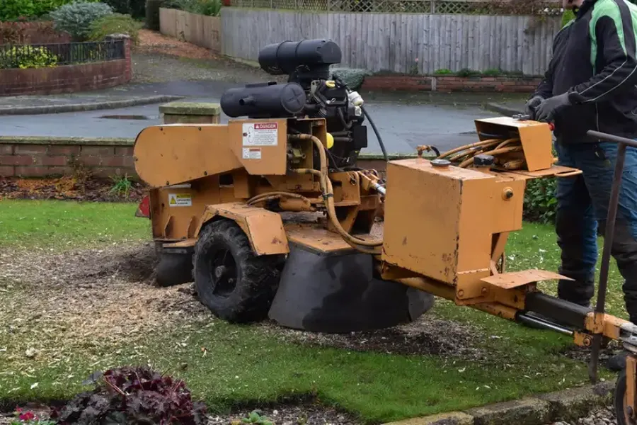How Stump Grinding Helps Prevent Future Tree Growth Kelowna, BC How Stump Grinding Helps Prevent Future Tree Growth Kelowna, BC