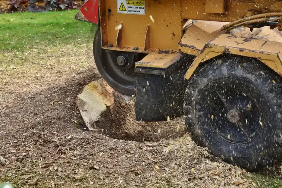 How Stump Grinding Helps Prevent Future Tree Growth in Kelowna, BC How Stump Grinding Helps Prevent Future Tree Growth in Kelowna, BC