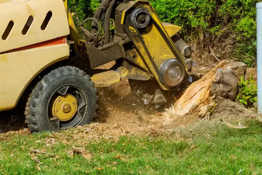 How To Choose The Right Stump Grinding Service For Your Needs Kelowna, BC How To Choose The Right Stump Grinding Service For Your Needs Kelowna, BC