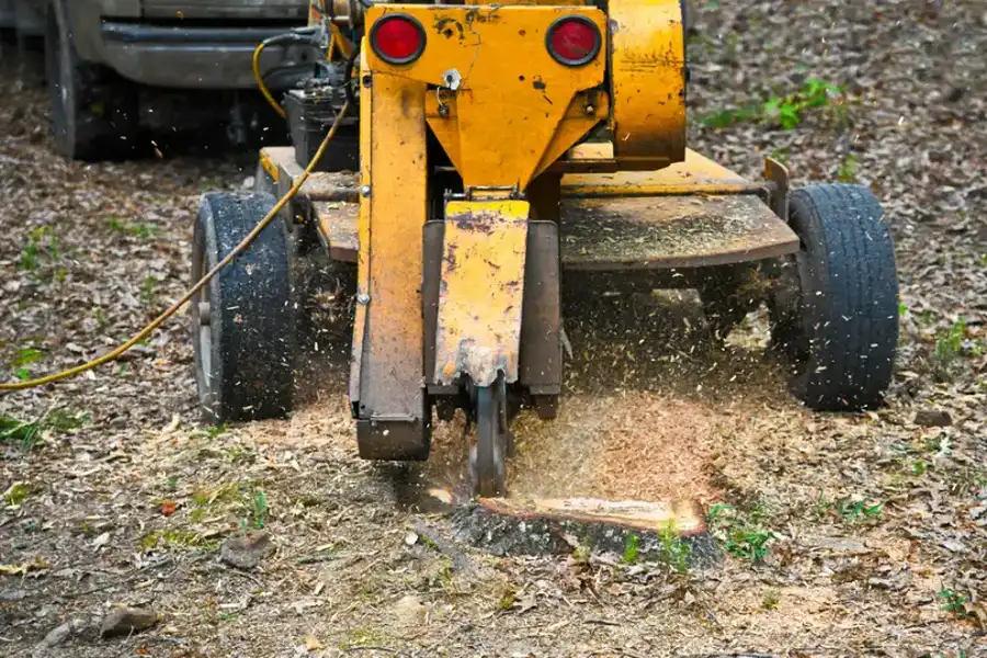 How To Choose The Right Stump Grinding Service For Your Needs in Kelowna, BC How To Choose The Right Stump Grinding Service For Your Needs in Kelowna, BC