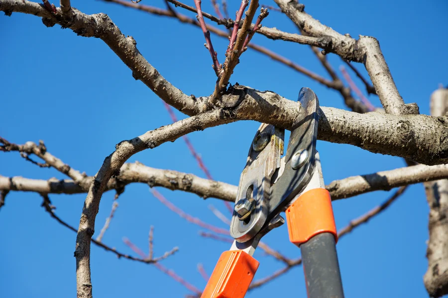 The Role Of Tree Pruning In Preventing Disease Spread Kelowna, BC
